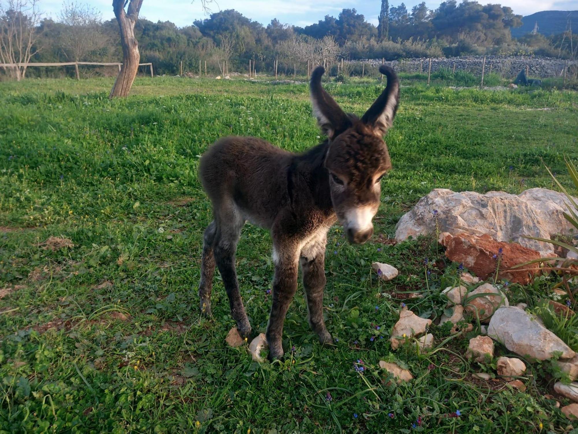 Hvar Mediterranean Ranch House 斯塔里格勒 外观 照片
